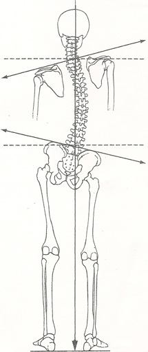spine diagram